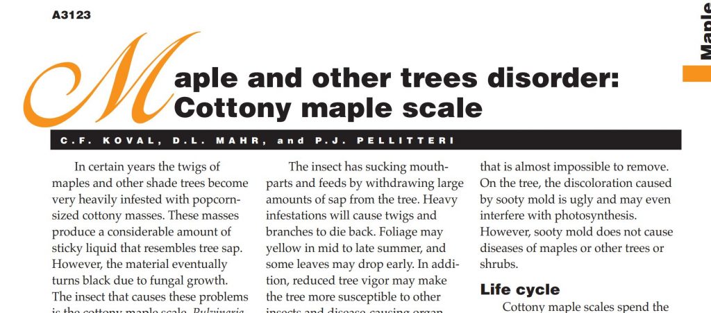 Maple and Other Trees Disorder: Cottony Maple Scale