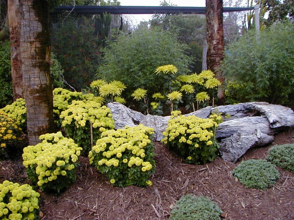 Mums for Fall Beauty—Tips on Growing Chrysanthemums