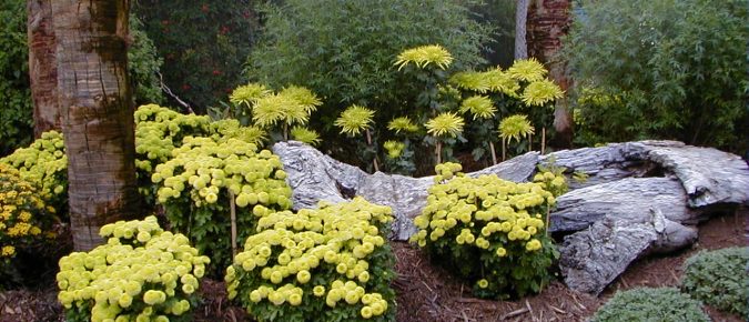 Mums for Fall Beauty—Tips on Growing Chrysanthemums