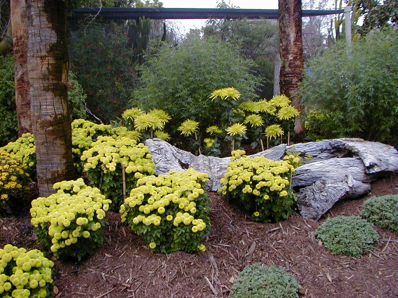 image of yellow flowers in the landscape