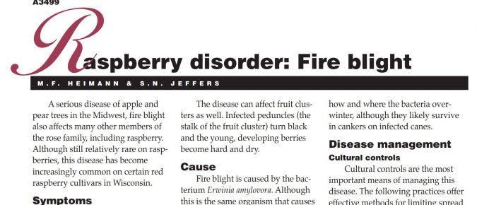 Raspberry Disorder: Fire Blight