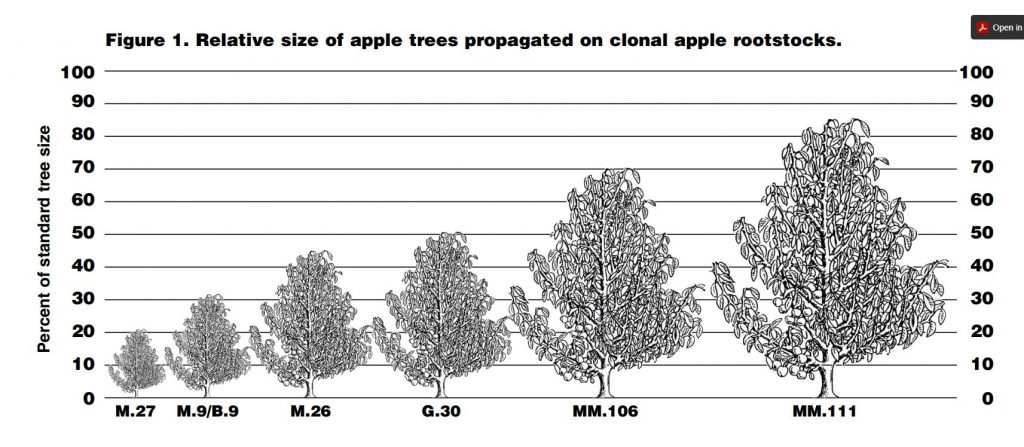 Rootstocks for Fruit Trees in Wisconsin