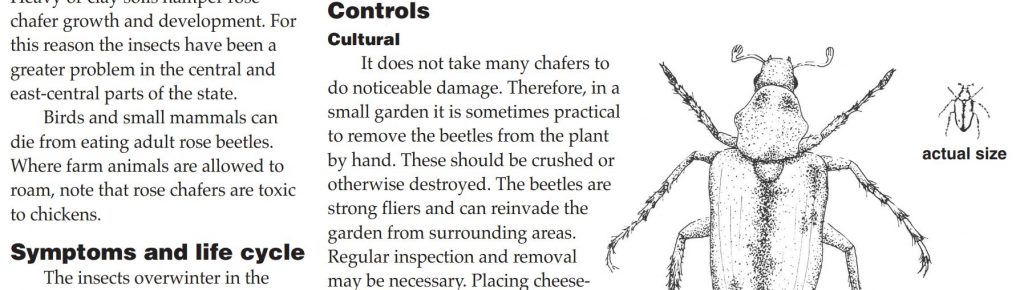 Deciduous Tree and Shrub Disorder: Skeletonizing by Rose Chafer