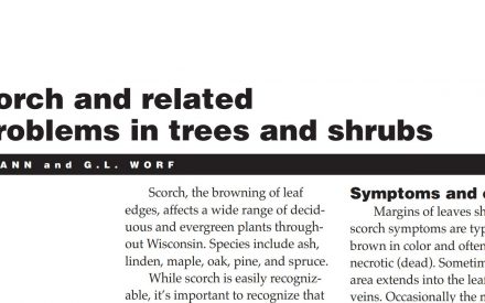 Scorch and Related Problems in Trees and Shrubs
