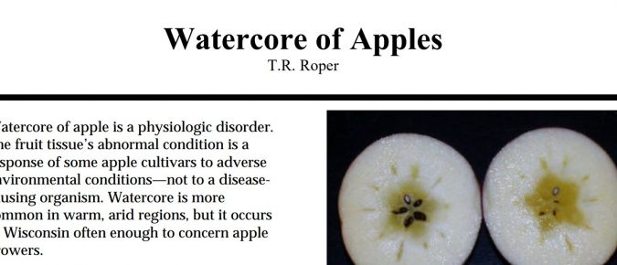 Watercore of Apple