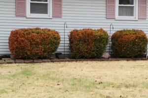 hort.extension.wisc.edu