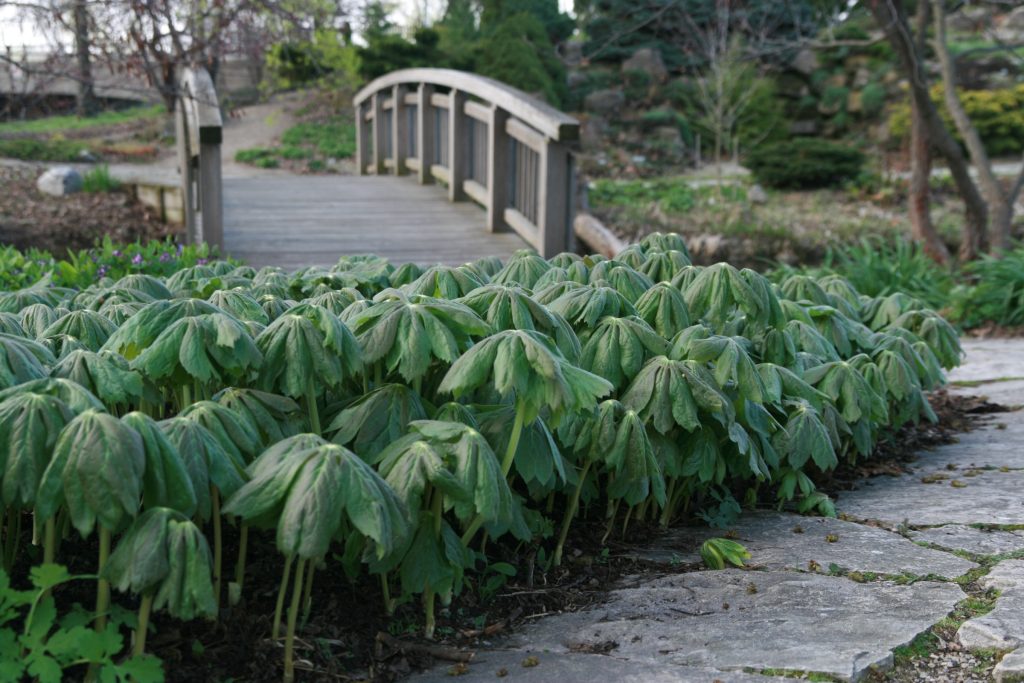 Mayapple needs partial or full shade to thrive.