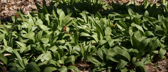 Ramps, Allium tricoccum