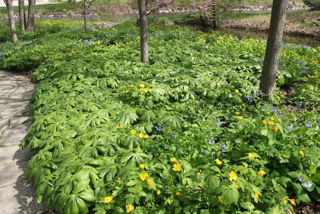Mayapple is often grown as an ornamental in woodland or native plant gardens.