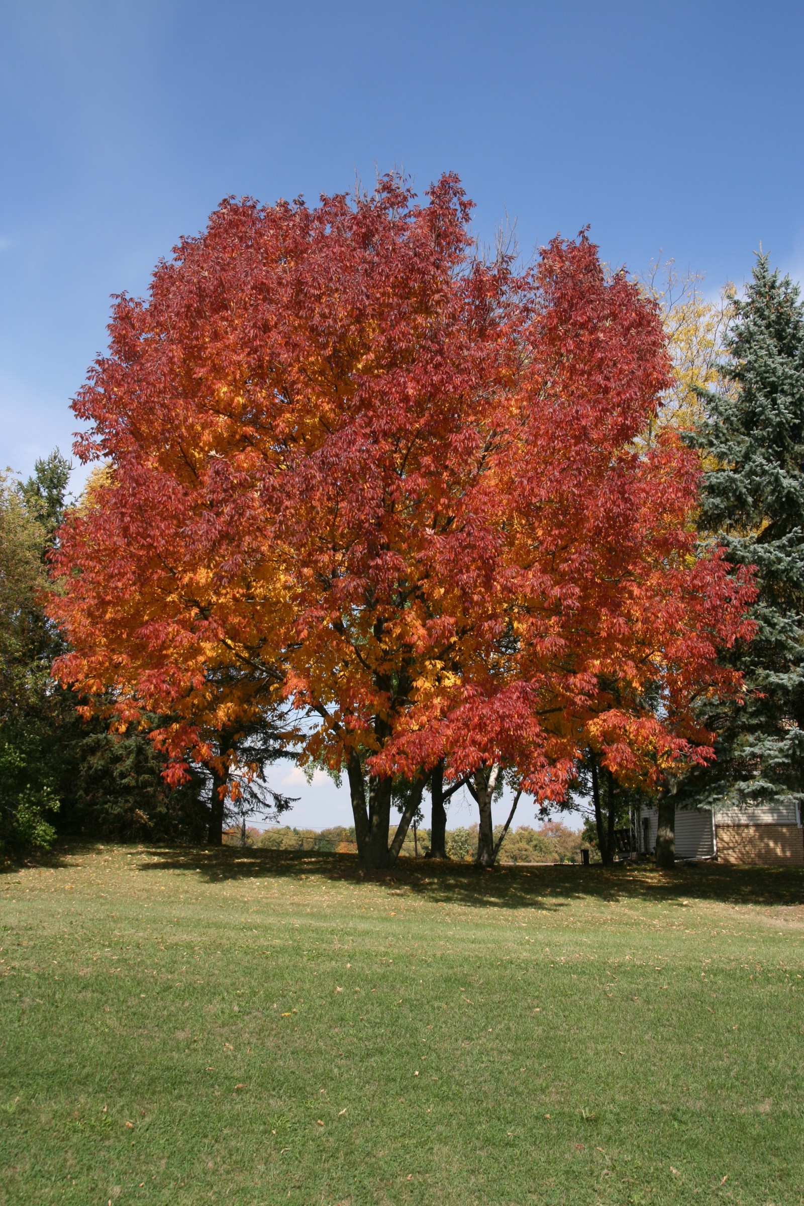 image ash tree in fall