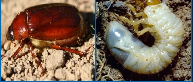 May/June Beetles
