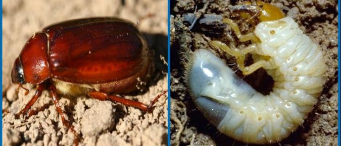 May/June Beetles
