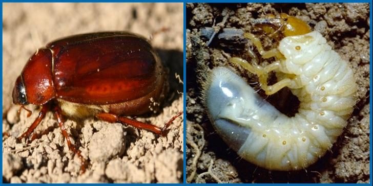 May/June Beetles