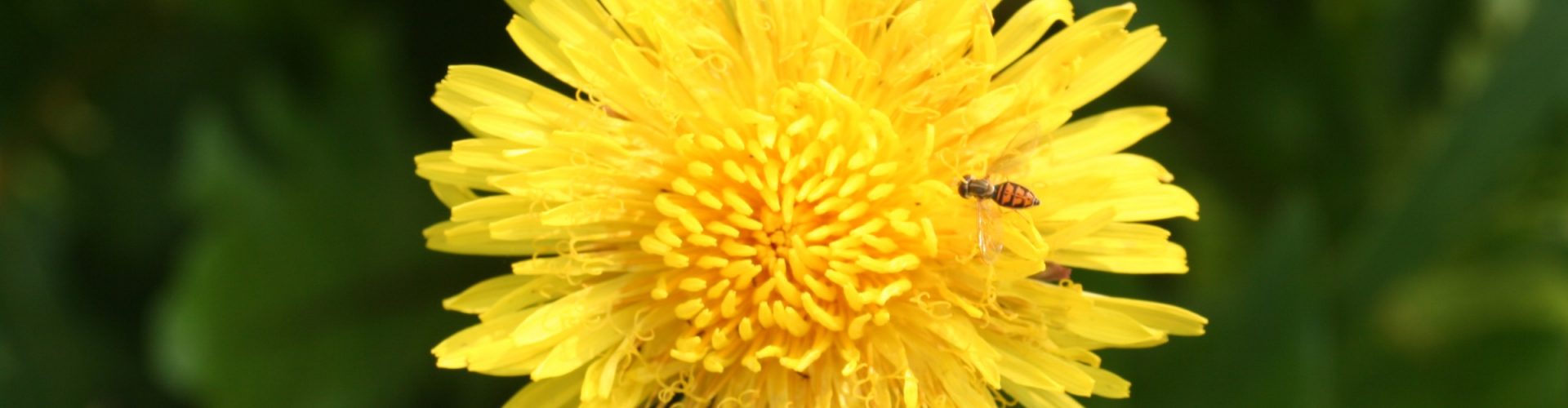 image of plant