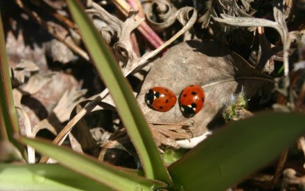 Beetles (Coleoptera)