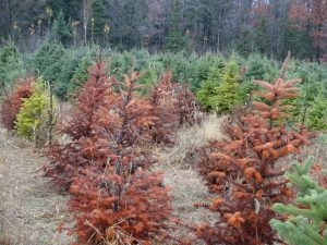 Phytophthora root rot can cause severe losses in commercial Christmas tree production. (Photo courtesy of Sara Ott)