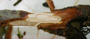 Extensive external and internal darkening of root tissue is typical of Phytophthora root rot. 