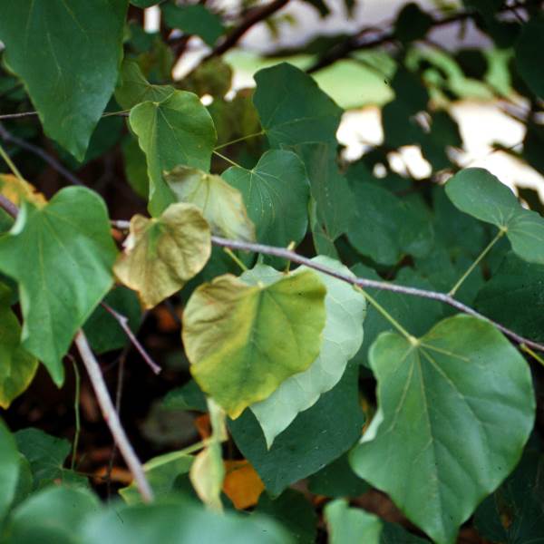 Sudden yellowing, wilting and death of leaves and branches, particularly starting in one section of a tree or shrub, is a typical symptom of Verticillium wilt. 