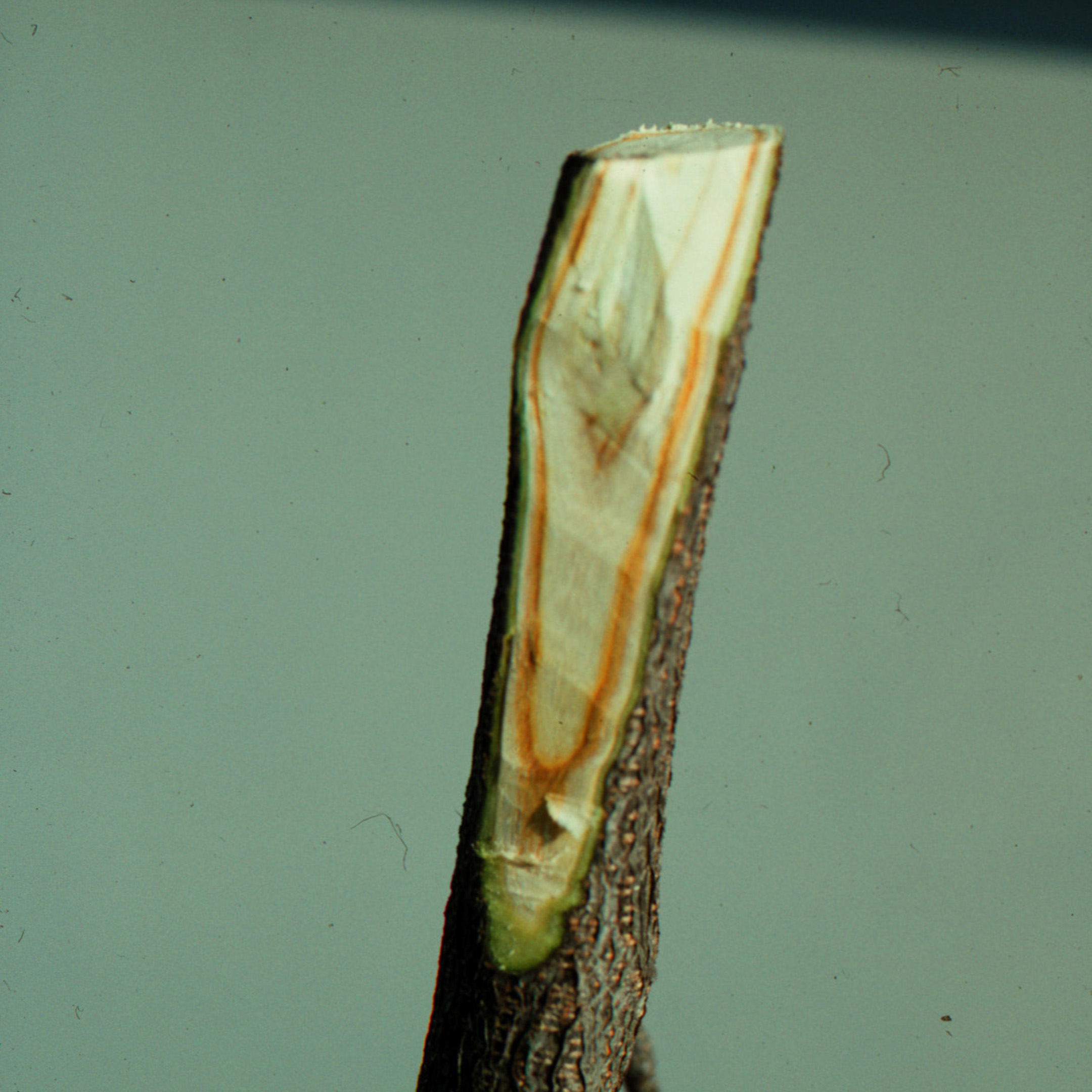 Internal streaking in the sapwood of a branch is typical of Verticillium wilt.