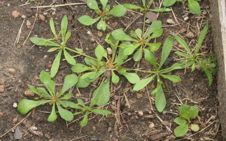 Carpetweed, <em>Mollugo verticillata</em>