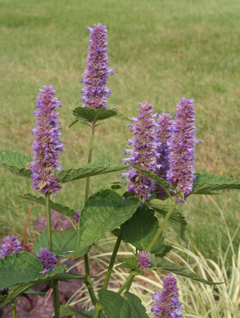 Four purple anise hyssop blooms bordering a perennial garden