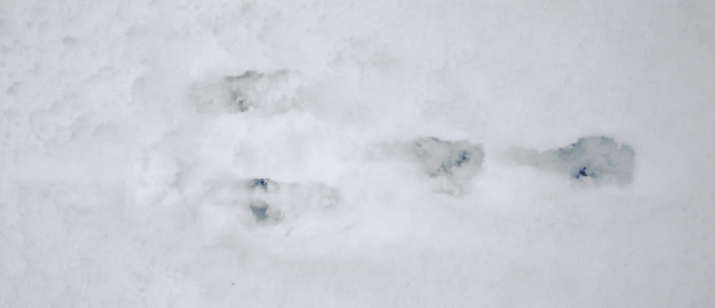 Cottontail rabbit track in snow.