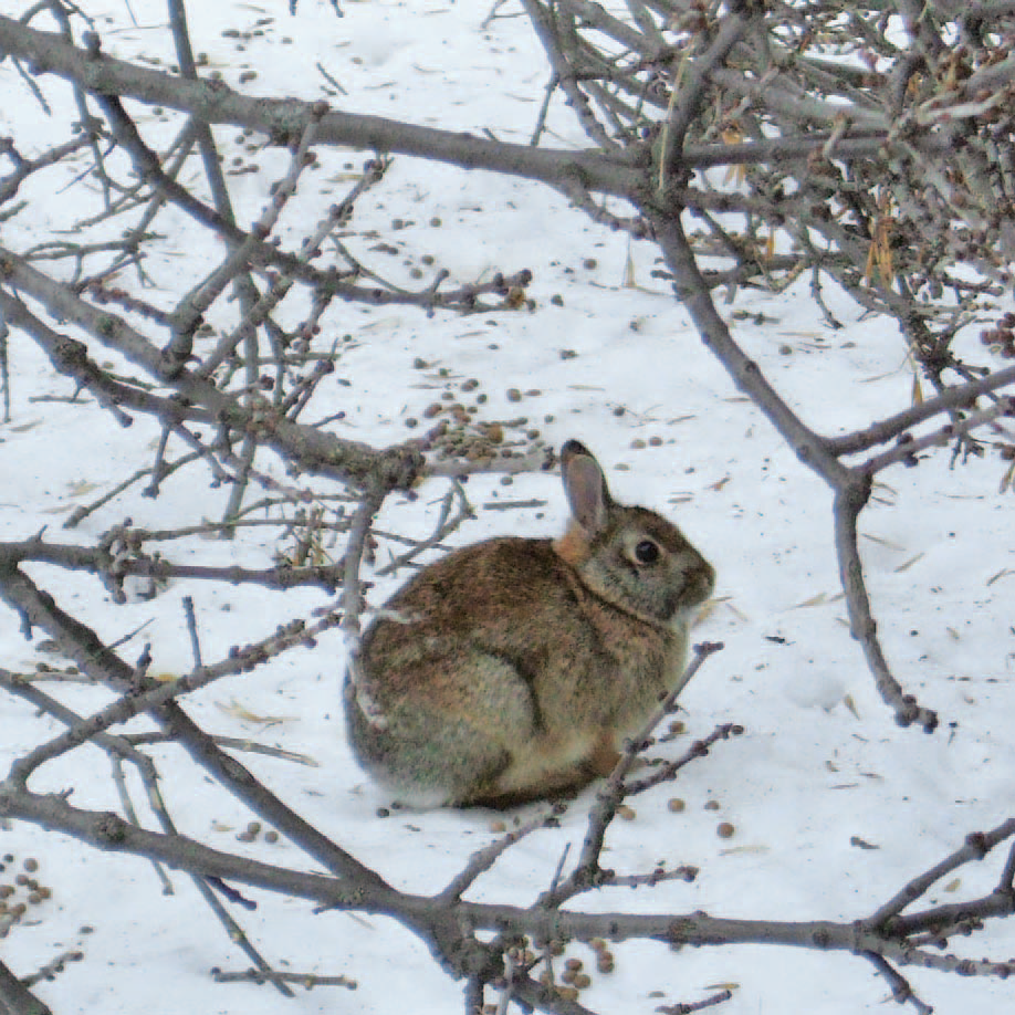 Cottontail rabbit in snowy habitat