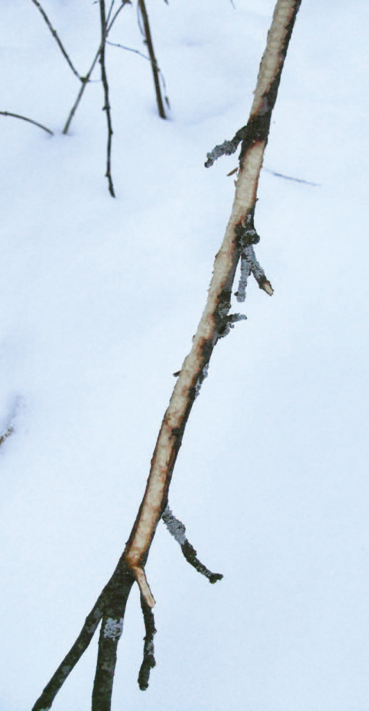 Apple tree branch browsed by rabbits in winter.