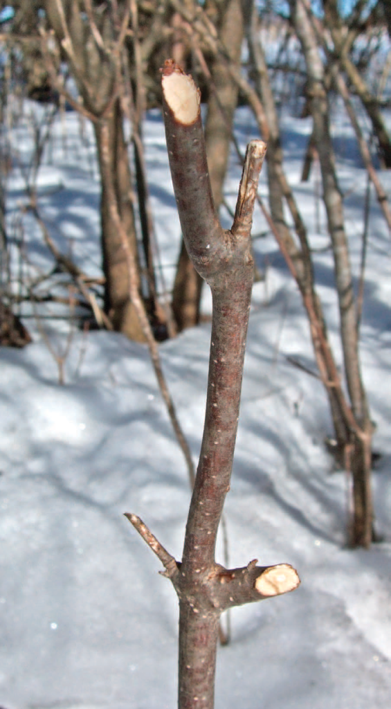 A rabbit’s incisors create a clean, angled cut on browsed woody plants.