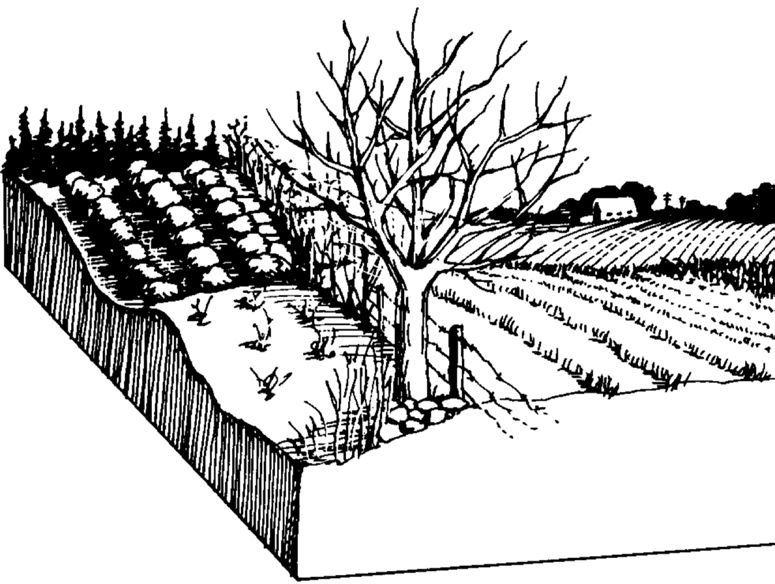 Illustration of typical rural rabbit habitat, including grasslands, gardens, and a large tree, with a barn far in the background