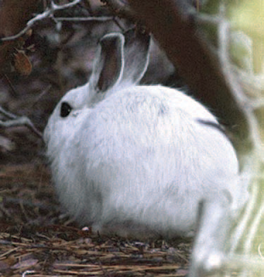 Snowshoe hare