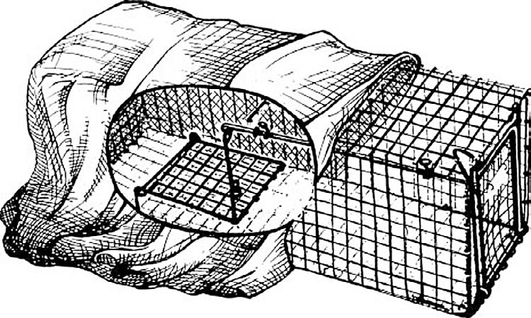 A cage trap half-covered when it is set, so you can later approach without being seen by the trapped animal.