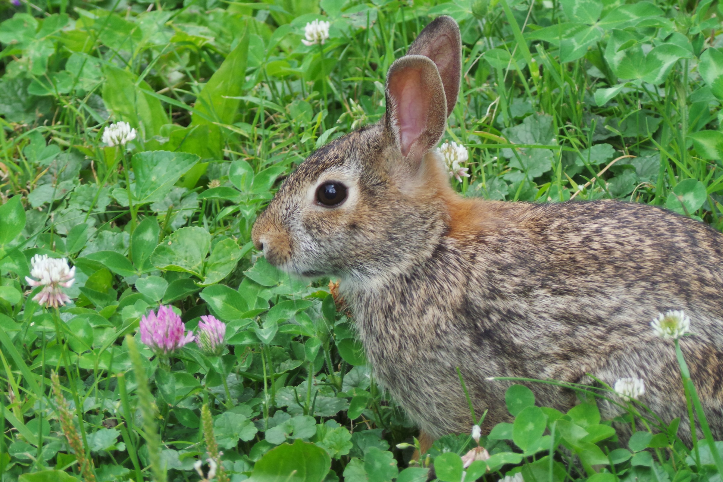 image of rabbit clover