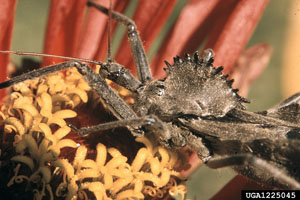 Wheel bug, Arilus cristatus. Photo by Edward L. Manigault, Clemson University Donated Collection, Bugwood.org