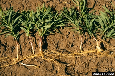 The spreading root system of yellow toadflax. Photo by Steve Dewey, Utah State University, Bugwood.org.