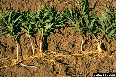 Image of Yellow toadflax roots