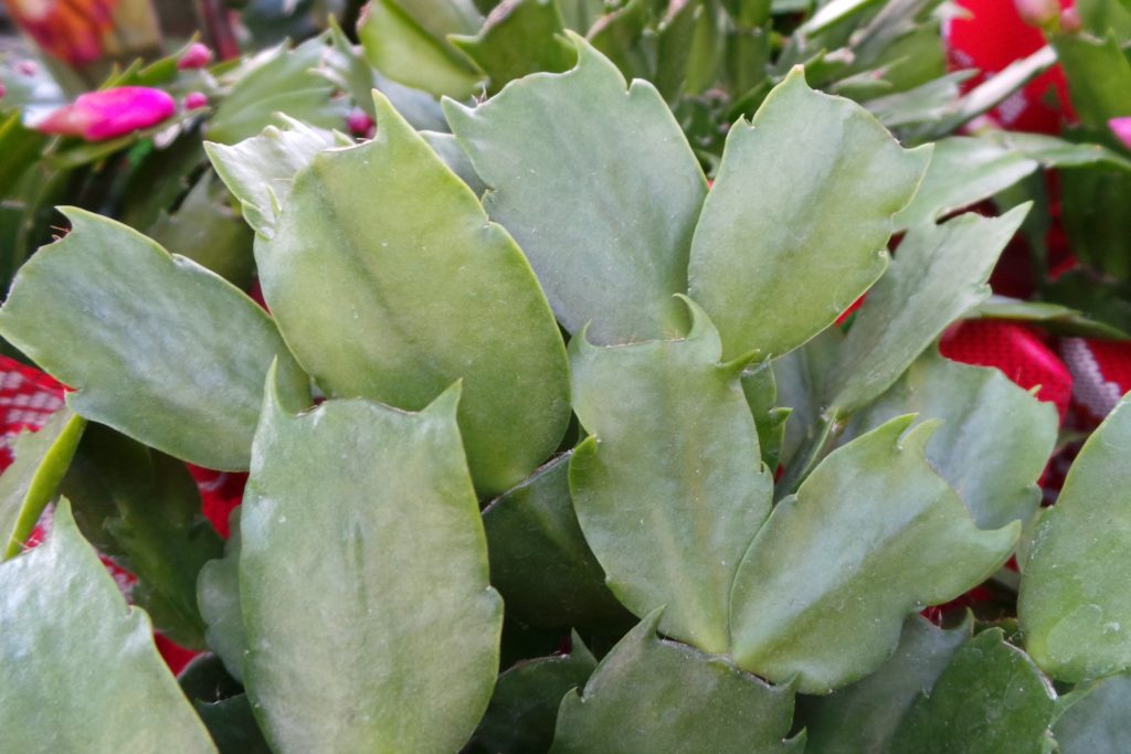Holiday Cactus