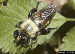 Robber fly, Promachus rufipes. Photo by Johnny N. Dell, Bugwood.org