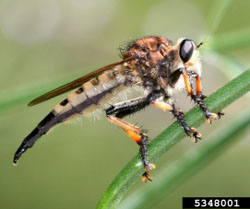 Robber fly. Photo by Susan Ellis, Bugwood.org