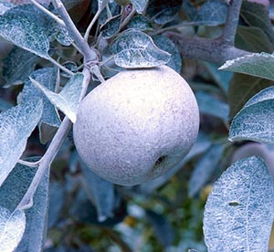 Apple treated with Surround