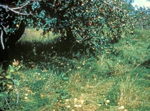 Apple maggot-infested apples dropped from tree. (Archive image)