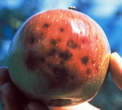 External symptoms of apple maggot infestation. (Archive image)