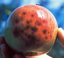 Bag your apples to keep maggots and codling moths away