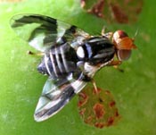 Bag your apples to keep maggots and codling moths away