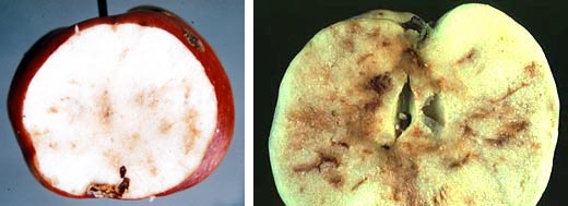 Apples cut in half reveal the darkened trails of apple maggot tunneling through the fruit. (Archive images)