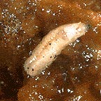 Apple maggot larva. (Archive image)