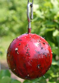 Red sphere sticky trap.