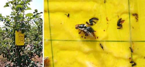 A yellow sticky trap hanging in an apple tree (L) and closeup of trap with apple maggot fly (R).