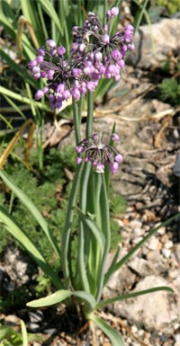 Nodding onion, Allium cernuum.