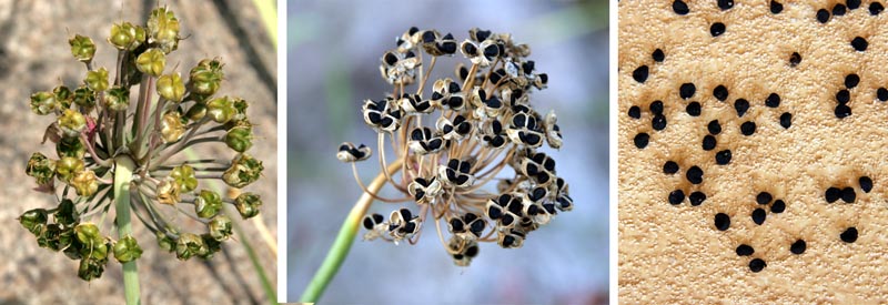 Seedheads ripening (L) and opening (C) to expose the dull black seeds (R).